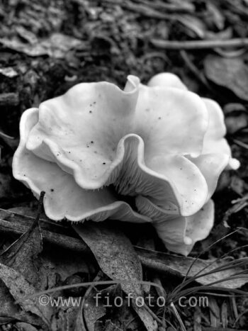 Fungi fruiting body. Gibbergunyah Reserve, Bowral, NSW, Australia