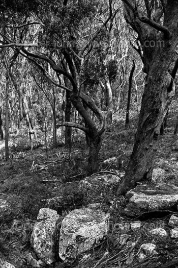 A scenic view of Australian gum trees and rocky outcrops in the Gibbergunyah bushland reserve, New South Wales.