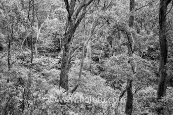 Dry sclerophyll forest in Bowral, Gibbergunyah Reserve. The area features dominant Eucalyptus species adapted to a drier climate with tough leaves. Variations occur based on aspect, with open woodlands on ridges and denser forests in sheltered gullies. The ecosystem is fire-adapted, influencing vegetation types.