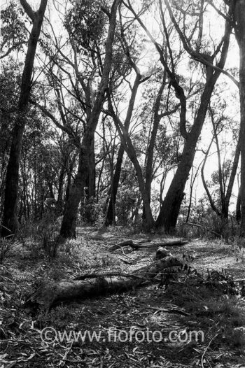 Dry sclerophyll forest in Bowral, Gibbergunyah Reserve. The area features dominant Eucalyptus species adapted to a drier climate with tough leaves. Variations occur based on aspect, with open woodlands on ridges and denser forests in sheltered gullies. The ecosystem is fire-adapted, influencing vegetation types.