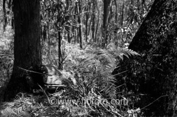 Dry sclerophyll forest in Bowral, Gibbergunyah Reserve. The area features dominant Eucalyptus species adapted to a drier climate with tough leaves. Variations occur based on aspect, with open woodlands on ridges and denser forests in sheltered gullies. The ecosystem is fire-adapted, influencing vegetation types.