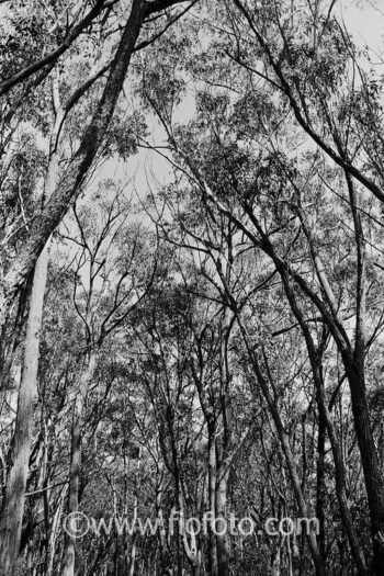 Tree canopy. Dry sclerophyll forest in Bowral, Gibbergunyah Reserve. The area features dominant Eucalyptus species adapted to a drier climate with tough leaves.