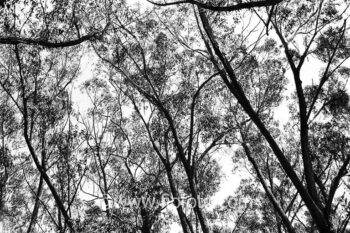Tree canopy. Dry sclerophyll forest in Bowral, Gibbergunyah Reserve. The area features dominant Eucalyptus species adapted to a drier climate with tough leaves.