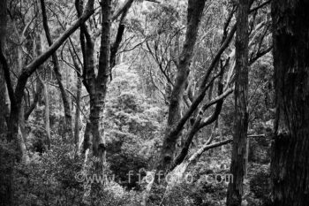 Trees, Gibbergunyah Reserve, Bowral, NSW, Australia