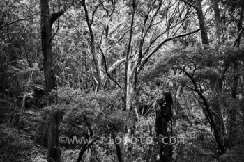 Gibbergunyah Reserve, Bowral