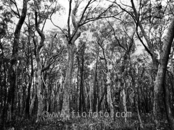 Gibbergunyah bushland, New South Wales Southern Highlands, Australia