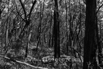 Trees and bushes. Gibbergunyah Reserve, Bowral, NSW, Australia