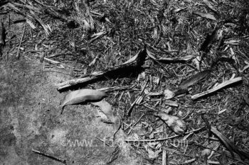 Leaves on stony ground. Gibbergunyah bushland, New South Wales Southern Highlands