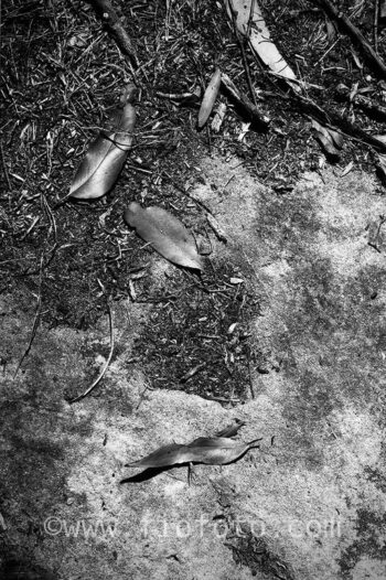 Leaves on stony ground. Gibbergunyah bushland, New South Wales Southern Highlands