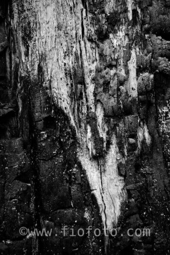Bush fire scorching, burnt bark on gum tree, Gibbergunyah, Bowral, NSW
