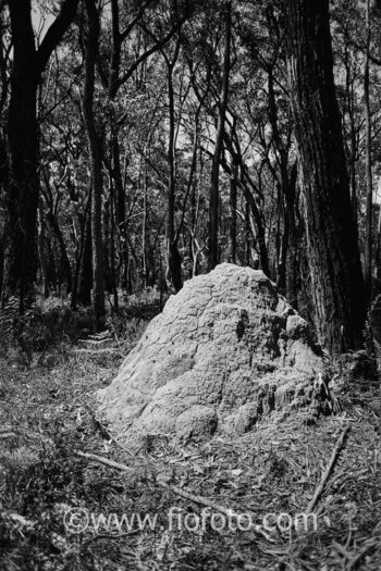 Termite mound Gibbergunyah Reserve, Bowral, NSW