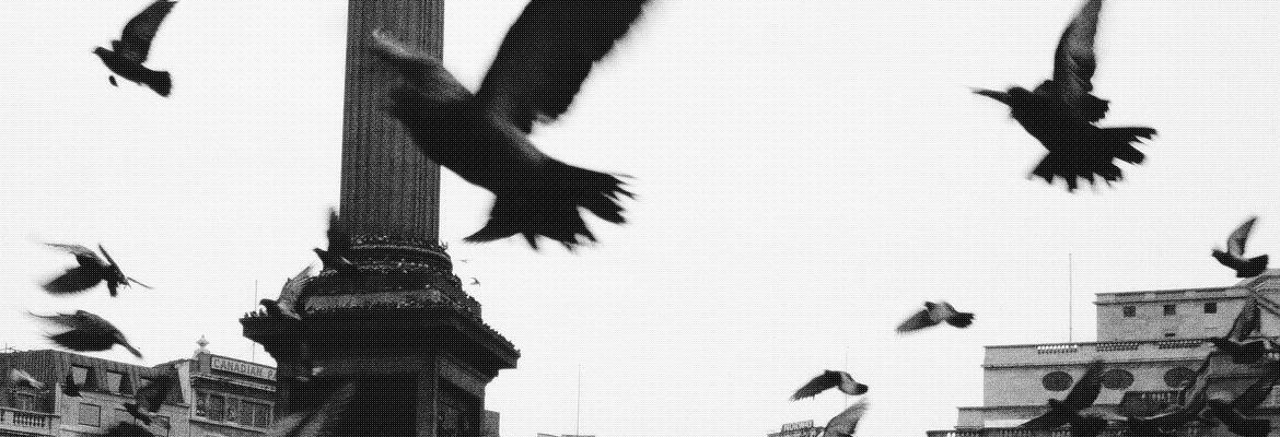 Image shows pigeons, fountain and Nelson's Column. Trafalgar Square, London, UK. 10 November 1979.