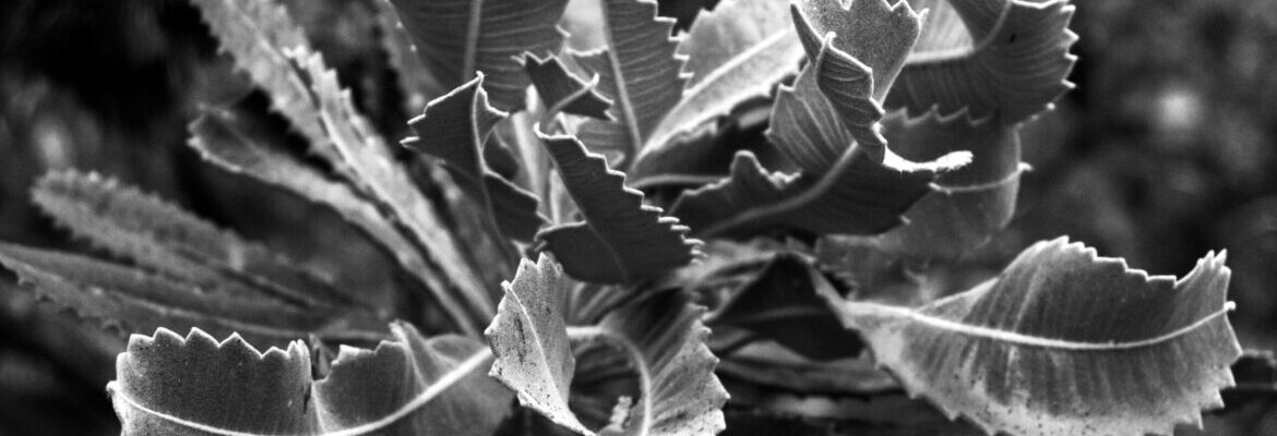 Banksi foliage leaves. Gibbergunyah Reserve, Bowral, NSW, Australia.
