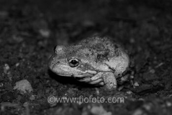 The Eastern Banjo frog, also known as Pobblebonk. Limnodynastes dumerilii. A burrowing frog burying itself in soil. Southern Highlands, NSW, Australia.