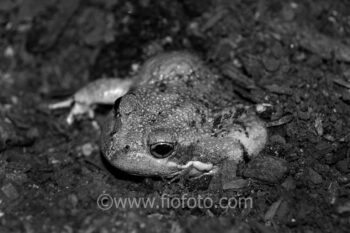 The Eastern Banjo frog, also known as Pobblebonk. Limnodynastes dumerilii. A burrowing frog burying itself in soil. Southern Highlands, NSW, Australia.