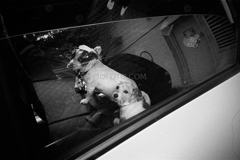 Image shows two small dogs in parked car, Bowral CBD, NSW