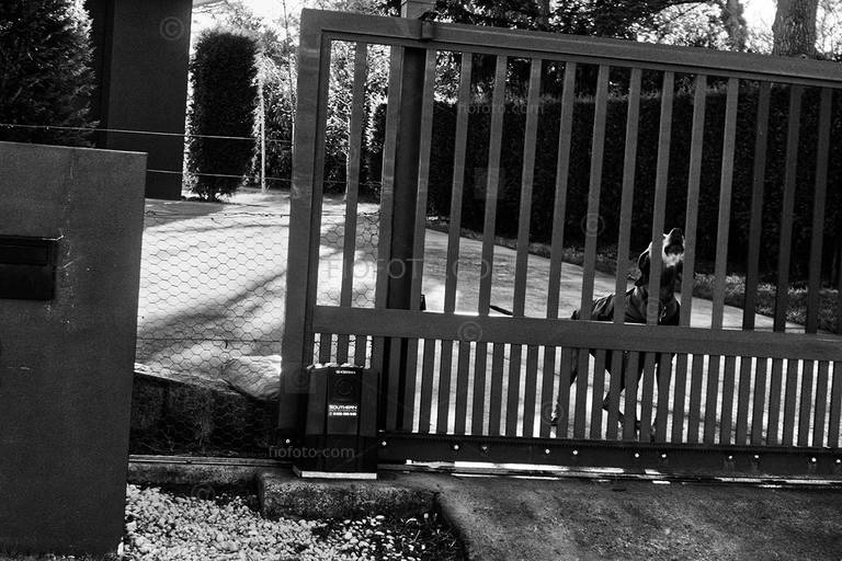 Image shows a large barking dog behind gate, Bowral suburbia