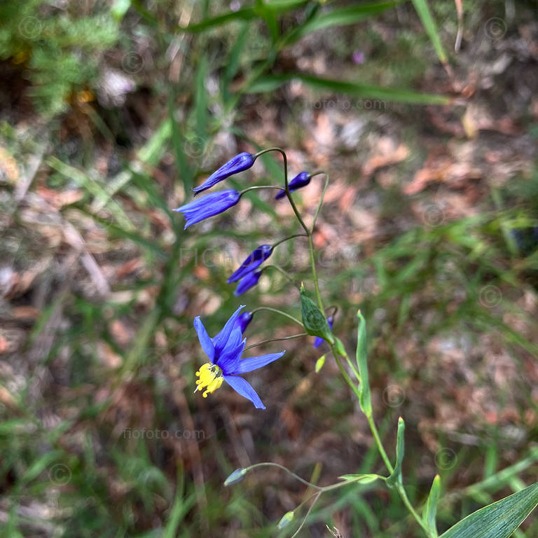 Nodding Blue Lily, Stypandra glauca. Spring flowers Gibbergunyah Reserve, Bowral, NSW. ©Peter John, www.fiofoto.com