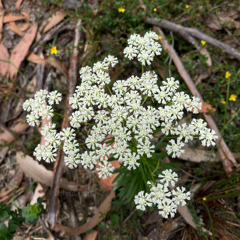 Poranthera corymbosa. Spring flowers Gibbergunyah Reserve, Bowral, NSW. ©Peter John, www.fiofoto.com