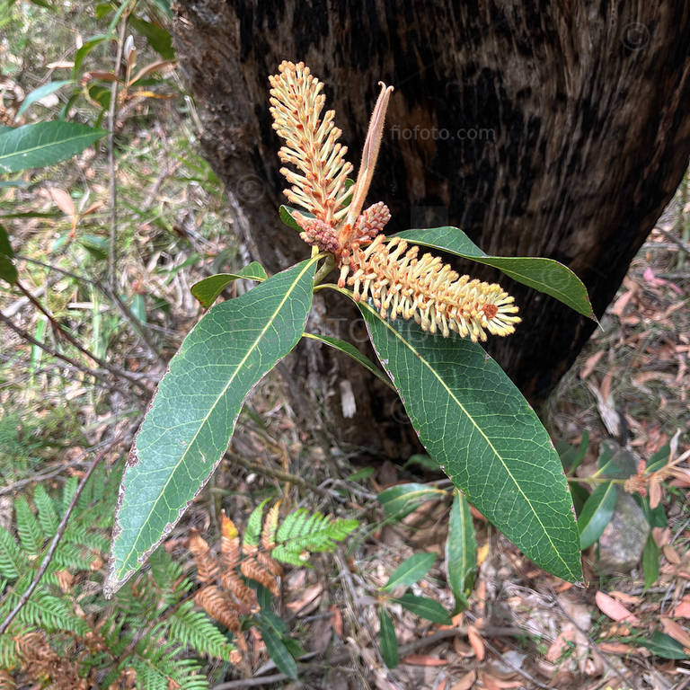 Woody Pear, Xylomelum pyriforme. Spring flowers Gibbergunyah Reserve