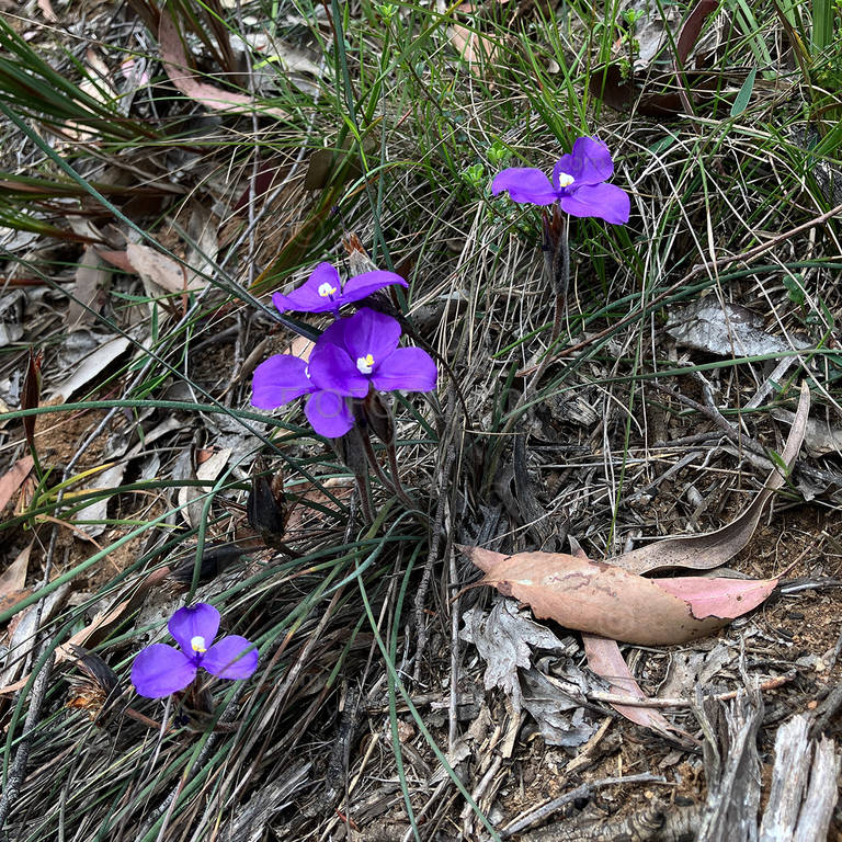 Silky Purple Flag, Patersonia sericea. Spring flowers Gibbergunyah Reserve, Bowral, NSW.