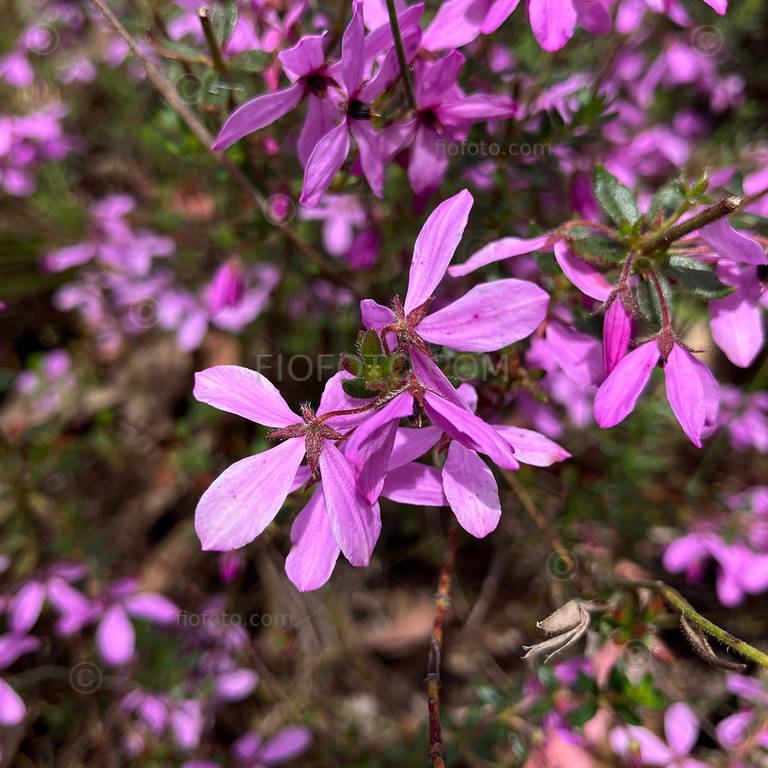 Thyme Pink-Bells, Tetratheca thymifolia. Spring flowers Gibbergunyah Reserve, Bowral, NSW.