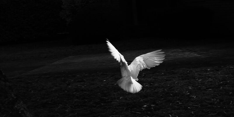 Black and white photo white Cockatoo flying. Bowral, NSW