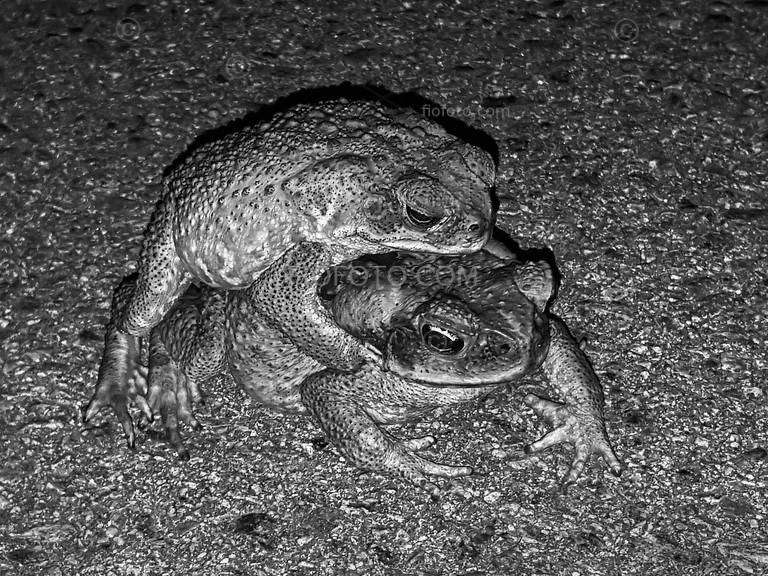 image shows two mating Cane Toads on roadway. Port Douglas, Queensland,Australia