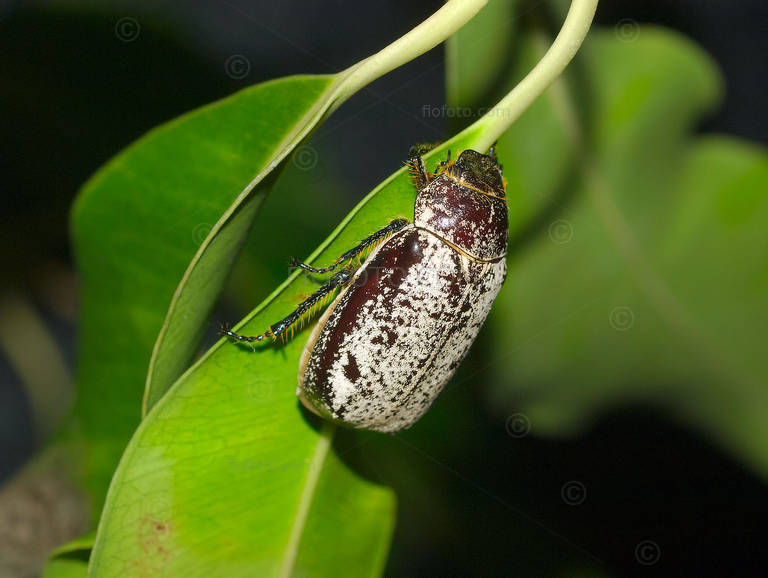 Greyback Cane Beetle, Dermolepida albohirtum on green leaves.