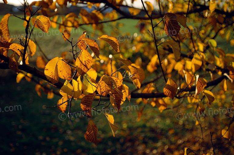 Golden autumn Birch leaves. Deciduous leaves turn reddish yellow in autumn / fall season prior to dying and falling from the tree branches. Backlit, sunlight filtering through leaves with green grass parkland in background.