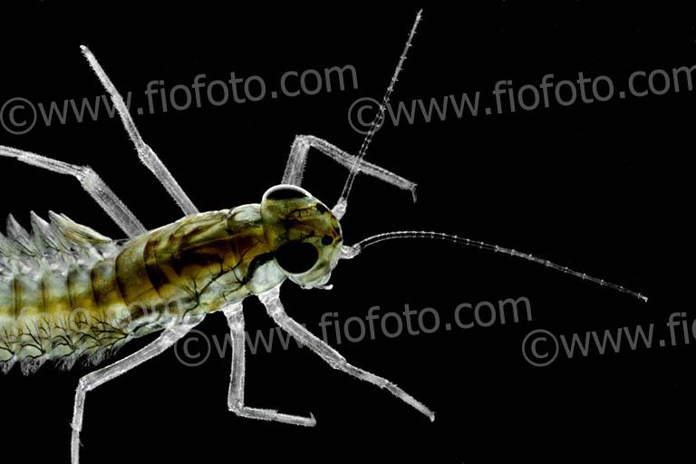 Image shows Mayfly larva
