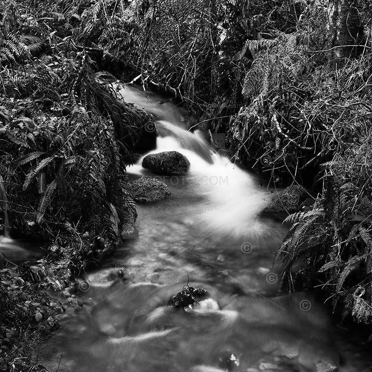Fast moving freshwater stream, upland woodland on Dartmoor, Devon, UK. Green ferns, foliage, silver birch tree trunk, brown bracken, leaves, twigs and leaf litter. Boulders and other stones in fast flowing stream water, Blurred water movement.