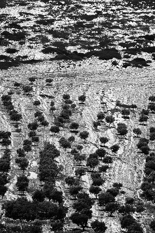 Olea europaea. Agricultural Olive grove plantations on hillside. Showing rocky soil and rough terrain. Serra dos Candeeiros, Portugal