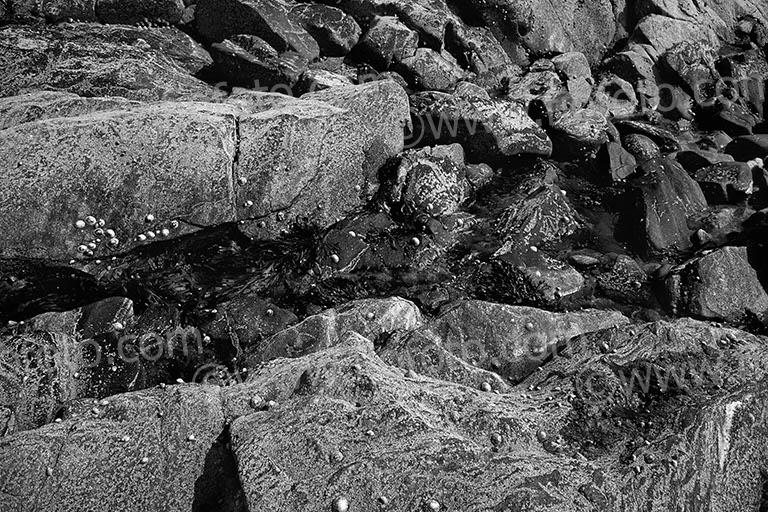 Rocky beach showing rock pools with seaweeds, limpets and barnacles clinging to grey metamorphic bedrock typical of the area. Baleshare, North Uist, Outer Hebrides, UK.