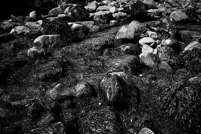 Black and white photo. Rocks on beach showing covered in seaweed, algae, rock pools. Intertidal splash zone.