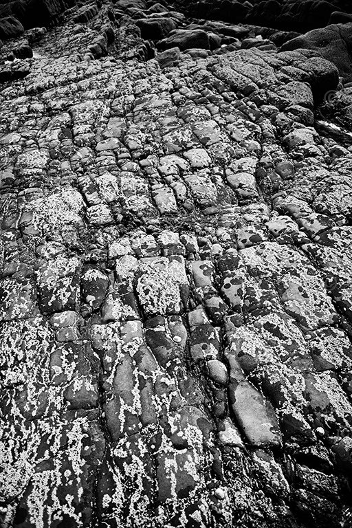 Devonian, possibly grey slate, rocks on beach showing covering of barnacles, rock pools and seaweed. Intertidal splash zone. Near Bideford, North Devon coast, England, UK.
