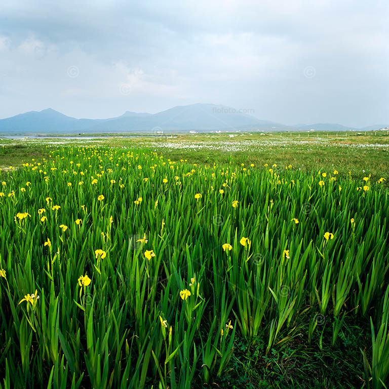 Stands of yellow iris on wet machair grassland. Farmland and houses in distance. Mountains background. Native habitat. West Loch Ollay, South Uist, Hebrides Islands, Scotland, UK