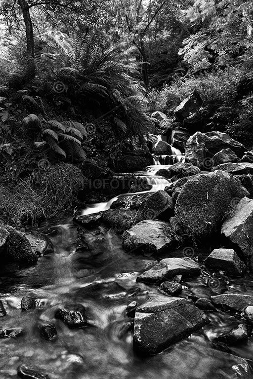 Fast moving stream clear stream over boulders surrounded by green foliage, ferns, bracken and trees. Moss covered stones. Exmoor region, North Devon, England, UK