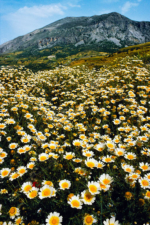 Wild daisy flower show on hillside, mountains in background and blue sky. Chrysanthemum sp. and other daisies. Mountainous, southern coastal region of Crete, Greece.