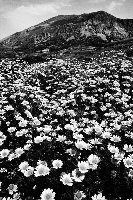 Wild daisy flower show on hillside, mountains in background and blue sky. Chrysanthemum sp. and other daisies. Mountainous, southern coastal region of Crete, Greece.