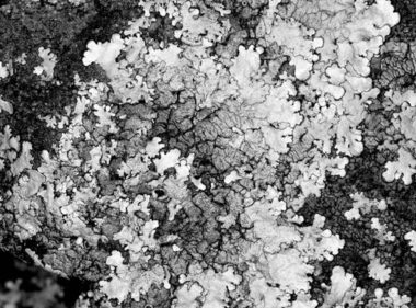Lichen on stone in woodland near to coast. Crete, Greece.