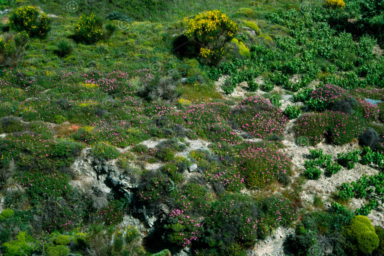 Pink wild rose shrubs growing wild on hillside. Shows various green vegetation, low growing shrubs. Rocky outcrops. Plakias mountainous region, Crete, Greece. It is believed that many modern cultivated, garden rose varieties are derived from these species.