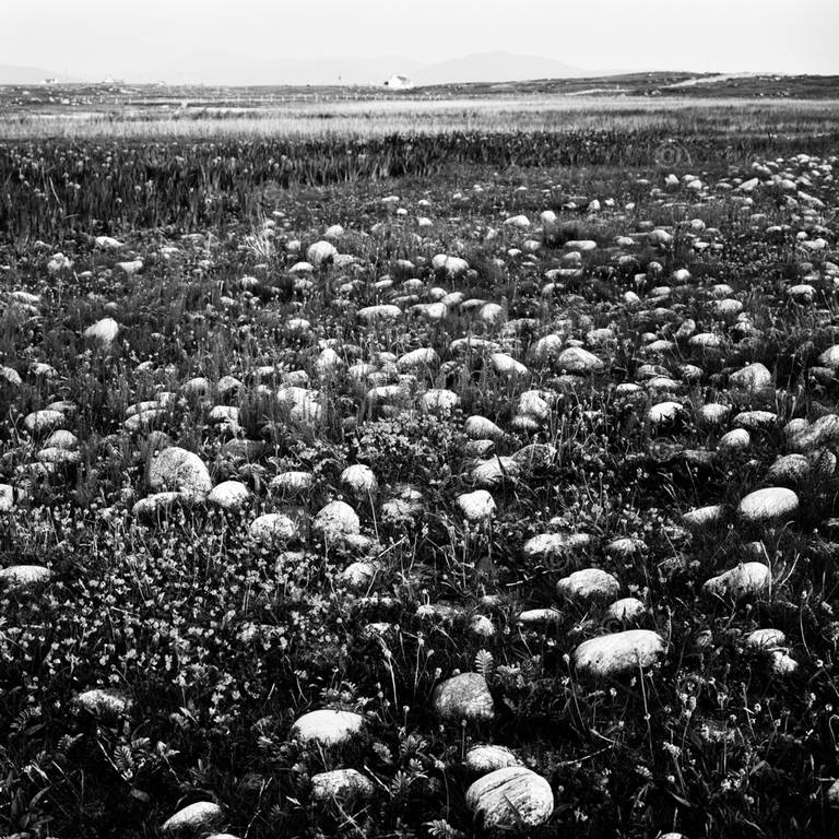 Black and white photograph of machair grassland showing stands of yellow Flag Iris flowers and distant farm dwellings. Mountains in background. Foreground strewn with rocks, small boulders and yellow flowers. West Loch Ollay area, South Uist, Outer Hebrides, UK.