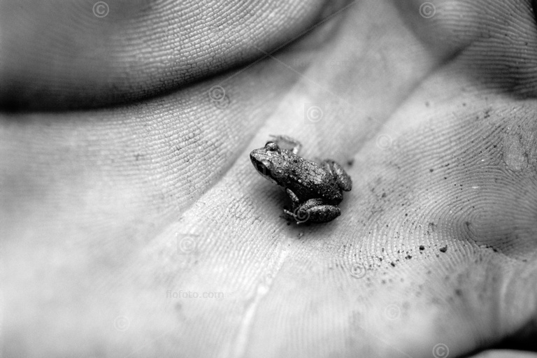 Small tropical forest frog sitting in the palm of a human hand. Camaguey region, Cuba