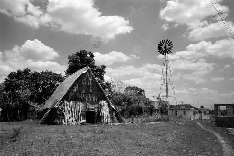 Tobacco farm. Picture shows tobacco drying shed. Camaguey region, Cuba