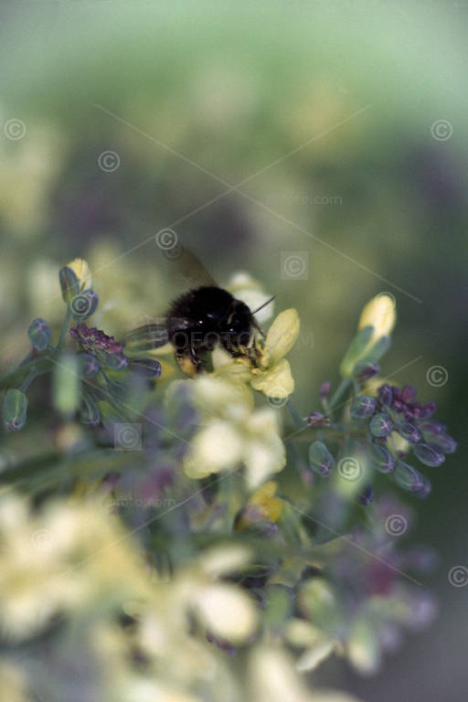 Honey Bee, Apis mellifera on flowers