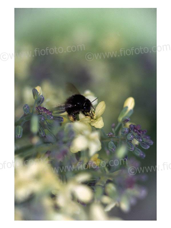 Honey Bee visiting yellow flower in Summer. Collecting pollen. England, UK