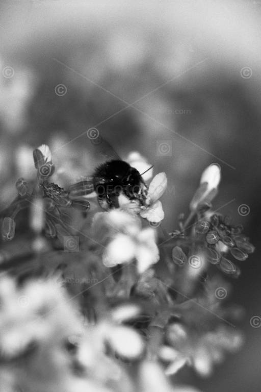 Honey Bee, Apis mellifera on flowers