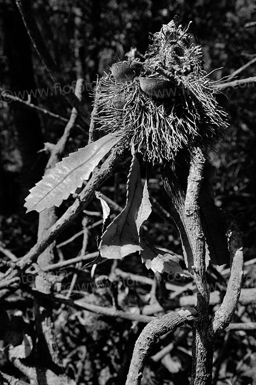 Banksia man. Amongst the trees, Gibbergunyah Reserve