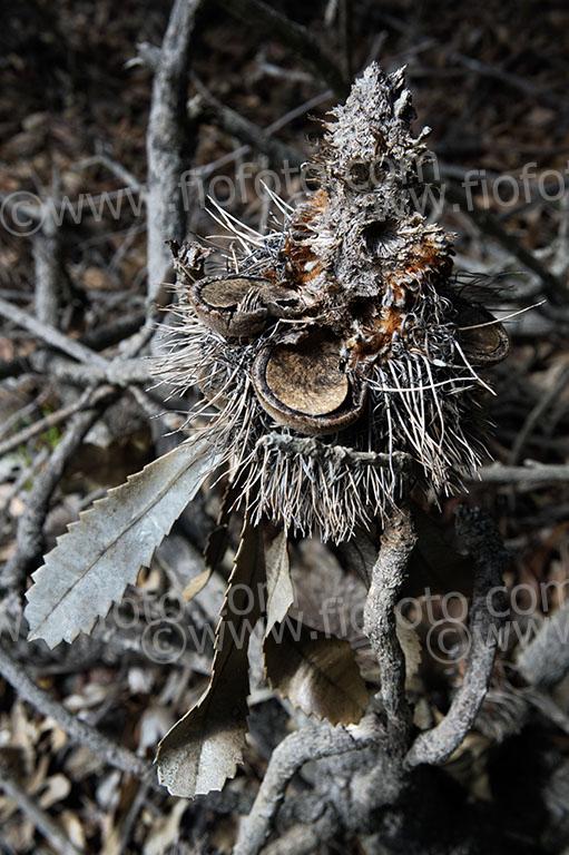 Banksia man. Amongst the trees, Gibbergunyah Reserve
